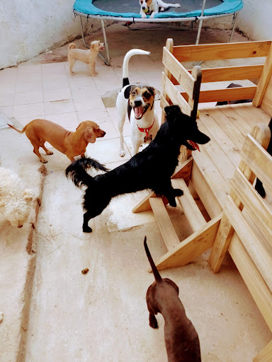 Hachi Peluquería y Guardería canina