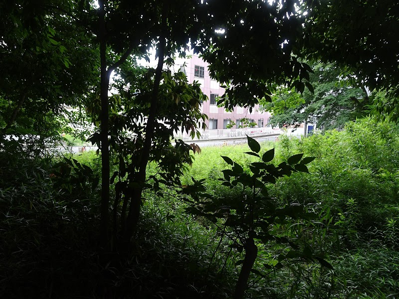 あけぼの三丁目の雑木林