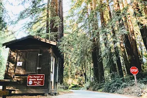 The Forest of Nisene Marks State Park image