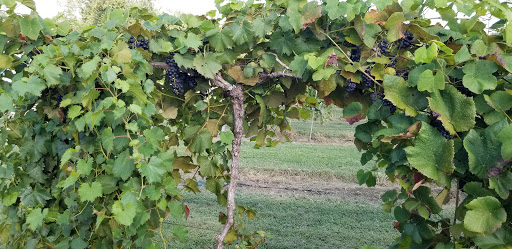 Winery «Crown Winery», reviews and photos, 3638 E Mitchell St, Humboldt, TN 38343, USA