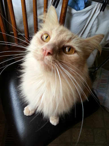 Animal Protection Organization «Greenville Humane Society», reviews and photos