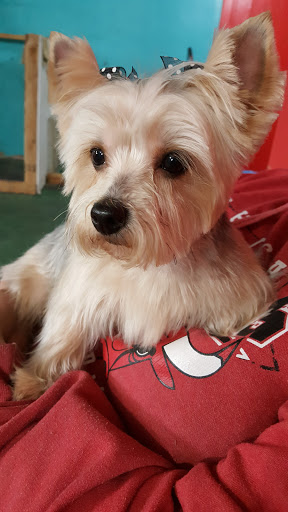 Pet Groomer «Precious Paws Pet Grooming», reviews and photos, 1807 Franklin St, Michigan City, IN 46360, USA