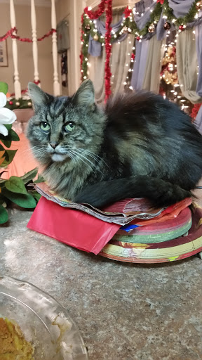 Golf Course «Ridgewood Golf Course», reviews and photos, 6505 Ridge Rd, Cleveland, OH 44129, USA