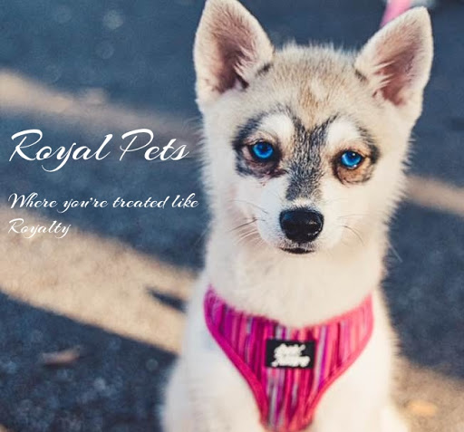 Royal Pets Market & Resort, 16010 Mapledale Blvd, Greater Northdale, FL 33624, USA, 