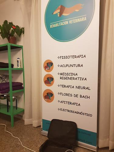 Fisioterapia Rehabilitacion Veterinaria