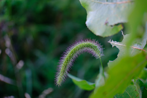 Nature Preserve «Blackwell Forest Preserve», reviews and photos, Butterfield Rd, Warrenville, IL 60555, USA