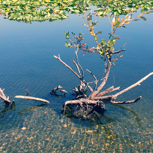 Park «Ferguson Park», reviews and photos, 1330 Ferguson Park Rd, Snohomish, WA 98290, USA