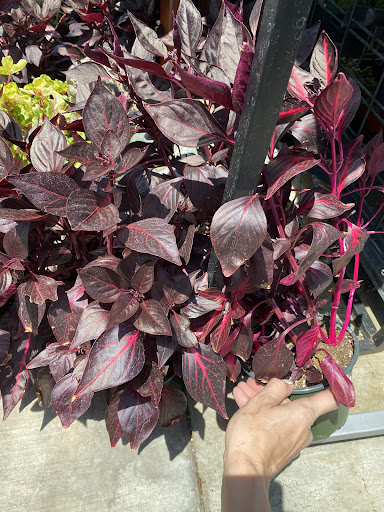 Florist «Plant Safari», reviews and photos, 653 N Central Ave, Upland, CA 91786, USA