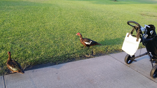 Golf Course «Riviera Country Club», reviews and photos, 500 Calle Grande St, Ormond Beach, FL 32174, USA