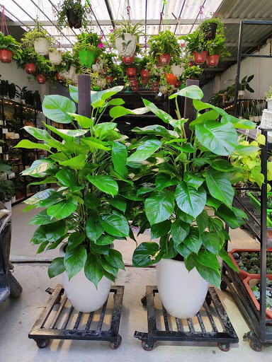 Top 20 cửa hàng cây kiểng Huyện Ba Vì Hà Nội 2022