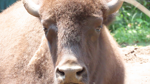 Tourist Attraction «Elephant Trails», reviews and photos, 3001 Connecticut Ave NW, Washington, DC 20008, USA