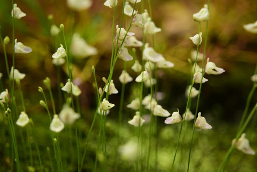 Botanical Garden «Roger Williams Park Botanical Center», reviews and photos, 1000 Elmwood Avenue, Providence, RI 02905, USA