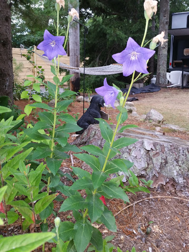 Campground «Bay View Campground», reviews and photos, 260 MacArthur Blvd, Bourne, MA 02532, USA