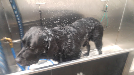 Pet Supply Store «Pet Supplies Plus», reviews and photos, 2441 N Center St, Hickory, NC 28601, USA