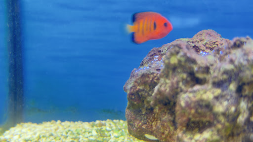 VETCO Vaccination Clinic at PETCO image