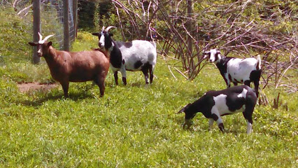 Duffy Fainting Goat Farm