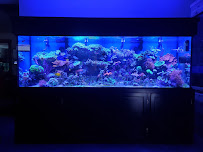 Custom Aquariums - Photo 3 - Car repair in Neenah, WI, Appleton