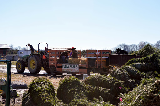 Christmas Tree Farm «Piney Acres», reviews and photos, 1115 E 1000 N, Fortville, IN 46040, USA