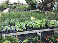 Yardart Garden Center - Photo 7 - Car repair in Laredo, TX, Laredo