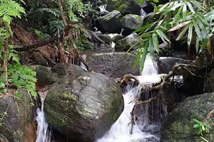 Sinharaja Rain forest, Waddagala, Kalawana image