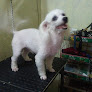 Dog accommodation Maracaibo