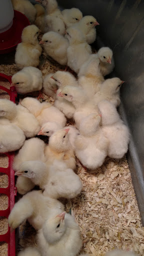 Farm Equipment Supplier «Family Farm & Home», reviews and photos, 66875 Gratiot Ave, Richmond, MI 48062, USA