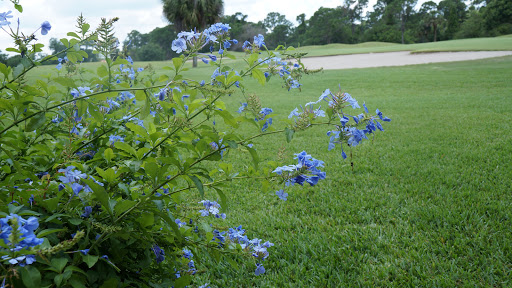 Golf Club «Meadowood Golf and Tennis Club», reviews and photos, 9425 Meadowood Dr, Fort Pierce, FL 34951, USA