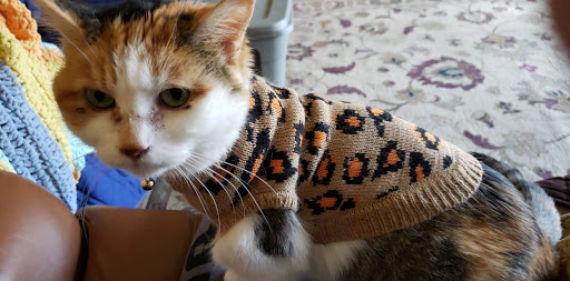 Belle City Veterinary Hospital image