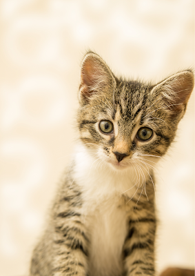 Clinique Vétérinaire des Chats Paris 15 à Paris