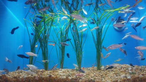 Pet Supply Store «Pet Supermarket», reviews and photos, 2649 E Gulf to Lake Hwy, Inverness, FL 34452, USA