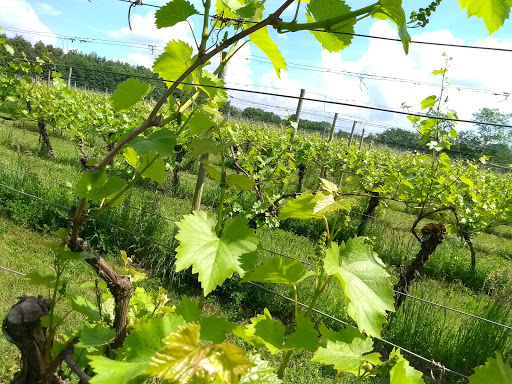 Dedham Vale Vineyard