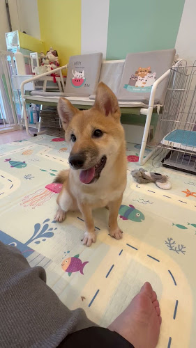 Mame Pet Store - Shop