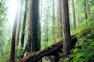 Redwood National Park image