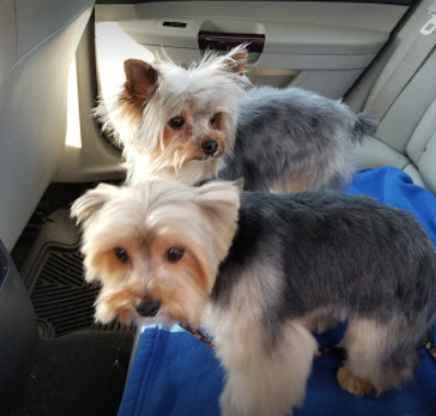 Pet Store «Nashville Holistic Pet», reviews and photos, 73 White Bridge Rd # 106, Nashville, TN 37205, USA