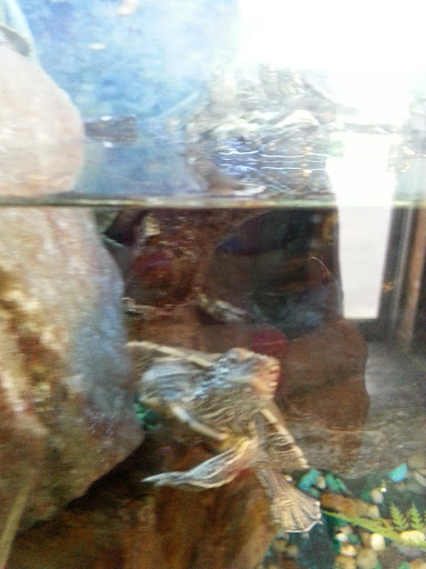 Pet Supply Store «Pet Station Jackson», reviews and photos, 1617 E Michigan Ave, Jackson, MI 49202, USA