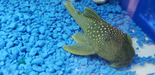 Pet Store «Pet Cove», reviews and photos, 820 E Center St, Kingsport, TN 37660, USA