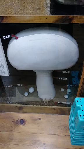 Gift Shop «The Mushroom Cap», reviews and photos, 114 W State St, Kennett Square, PA 19348, USA