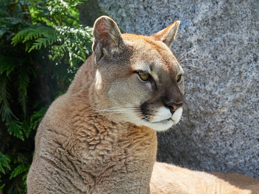 Zoo «Cougar Mountain Zoo», reviews and photos, 19525 SE 54th St, Issaquah, WA 98027, USA