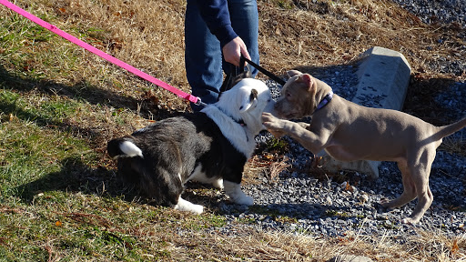 Dog Trainer «Awesome Dawgs Dog Training LLC», reviews and photos, 3052 Pricetown Rd, Temple, PA 19560, USA