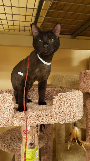 Pet Supply Store «PetSmart», reviews and photos, 291 Skokie Blvd, Northbrook, IL 60062, USA