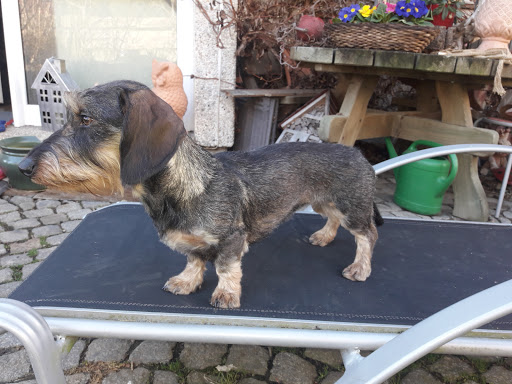 Hundesalon Becker unter Niedenstein, 