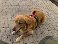 Pointy Ear Training - Photo 8 - Car repair in , Bonita Springs