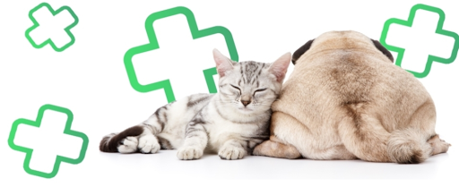 Pensioni per cani e dog hotel a Ambulatorio Veterinario Setteponti