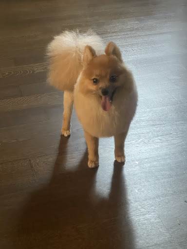 Pet Supply Store «PetSmart», reviews and photos, 1705 Mall of Georgia Blvd, Buford, GA 30519, USA