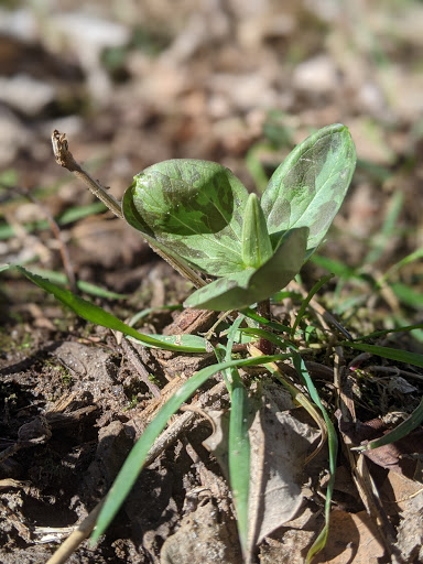 Nature Preserve «Starkey Park», reviews and photos, 667 Sugarbush Dr, Zionsville, IN 46077, USA