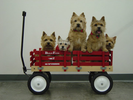 Pet Groomer «My Pal Pet Supplies & Grooming», reviews and photos, 817 W Napa St, Sonoma, CA 95476, USA