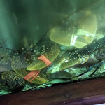 Photo n°3 de l'avis de Marcelo.i fait le 06/05/2019 à 16:08 sur le  Cabrinha à Almada