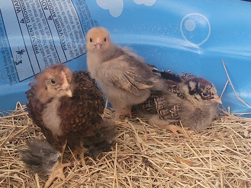 Animal Feed Store «Futrals Feed Store», reviews and photos, 3371 Palm Beach Blvd, Fort Myers, FL 33916, USA