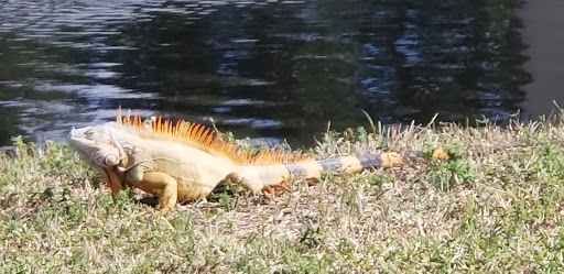 Park «Sunset Park», reviews and photos, 10600 Cleary Blvd, Plantation, FL 33324, USA