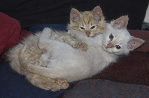 Pet Supply Store «PetSmart», reviews and photos, 2997 Max Ave, Bozeman, MT 59718, USA